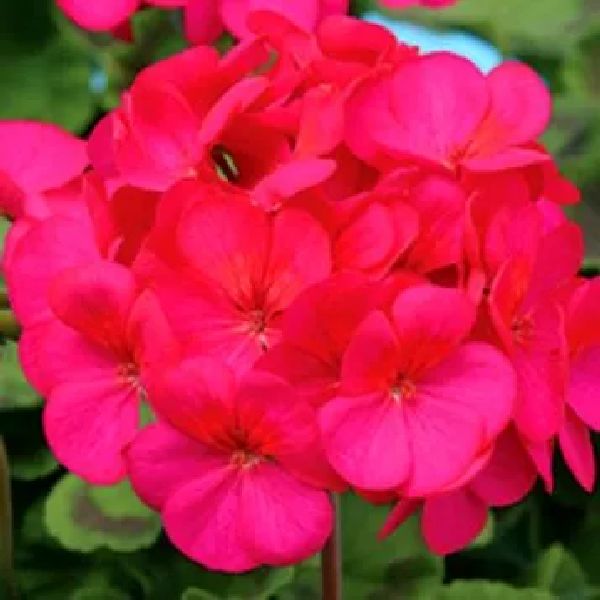 Насіння пеларгонії Єва F1 /100 насінин/ *Cerny*