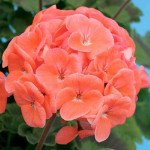 Пеларгония Йитка F1 /100 семян/ *Cerny*