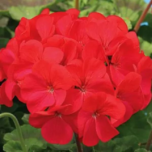 Насіння пеларгонії Мірка F1 /100 насінин/ *Cerny*
