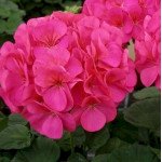 Пеларгонія Сімона F1 /100 насінин/ *Cerny*