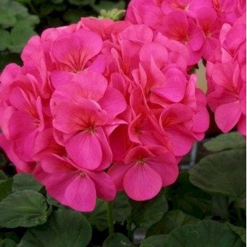 Пеларгония Симона F1 /100 семян/ *Cerny*