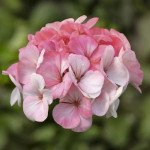 Пеларгонія Пінто F1 вайт ту роуз (white to rose) /100 насінин/ *Syngenta*