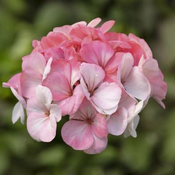 Насіння пеларгонії Пінто F1 вайт ту роуз (white to rose) /100 насінин/ *Syngenta*