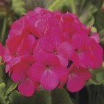 Пеларгонія Пінто F1 лавандер роуз (lavender rose) /100 насінин/ *Syngenta*