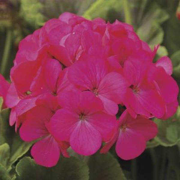 Насіння пеларгонії Пінто F1 лавандер роуз (lavender rose) /100 насінин/ *Syngenta*