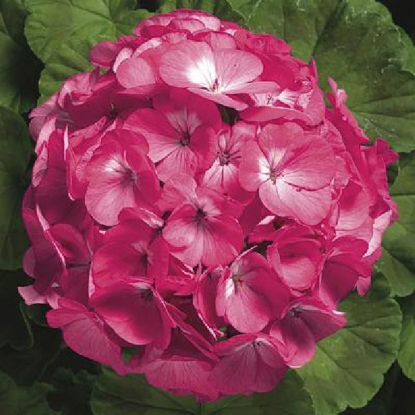 Насіння пеларгонії Рінго F1 рожева (rose) /100 насінин/ *Syngenta*