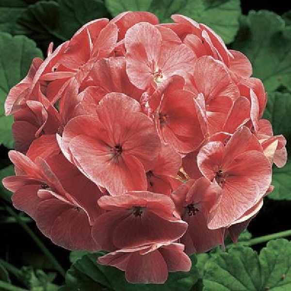 Насіння пеларгонії Рінго F1 лососева (salmon) /100 насінин/ *Syngenta*