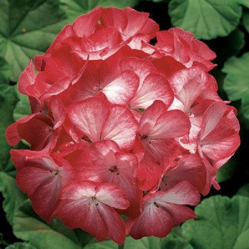 Пеларгонія Рінго F1 скарлет стар (scarlet star) /100 насінин/ *Syngenta*