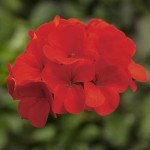 Пеларгония Ринго F1 дип скарлет (deep scarlet) /100 семян/ *Syngenta*