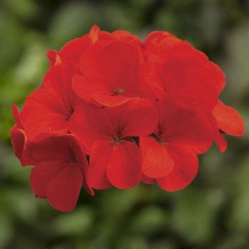 Пеларгонія Рінго F1 діп скарлет (deep scarlet) /100 насінин/ *Syngenta*
