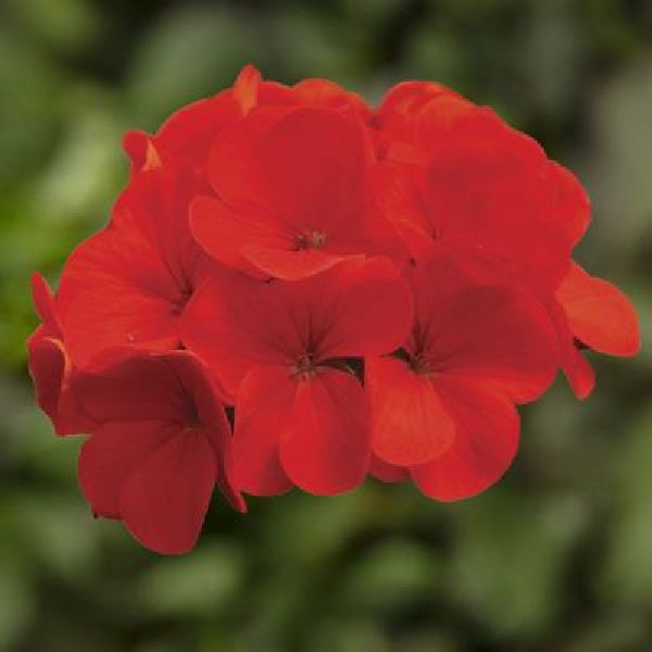Насіння пеларгонії Рінго F1 діп скарлет (deep scarlet) /100 насінин/ *Syngenta*