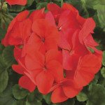 Пеларгония Ринго F1 дип ред (deep red) /100 семян/ *Syngenta*