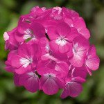 Пеларгония Ринго F1 дип роуз (deep rose) /100 семян/ *Syngenta*