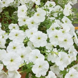 Петуния Лавина F1 белая (white) /200 семян (драже)/ *Cerny*