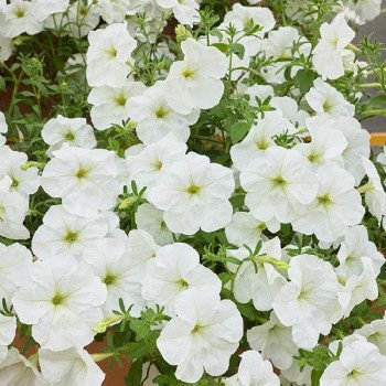 Петуния Лавина F1 белая (white) /200 семян (драже)/ *Cerny*