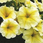 Петунія Лавина F1 єлов стар (yellow star) /200 насінин (драже)/ *Cerny*