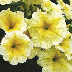 Петуния Лавина F1 елов стар (yellow star) /200 семян (драже)/ *Cerny*