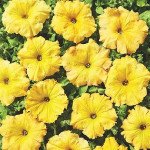 Петунія Лавина F1 жовтий каприз (yellow caprice) /200 насінин (драже)/ *Cerny*