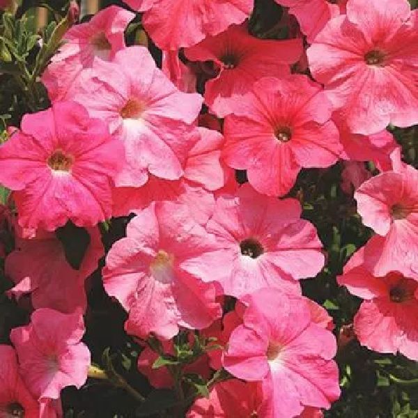 Насіння петунії Лавина F1 лососева (salmon) /200 насінин (драже)/ *Cerny*