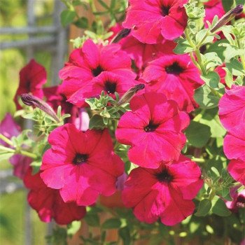 Петуния Лавина F1 парпл ред (purple red) /200 семян (драже)/ *Cerny*