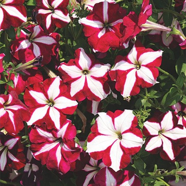 Насіння петунії Лавина F1 парпл ред стар (purple red star) /200 насінин (драже)/ *Cerny*