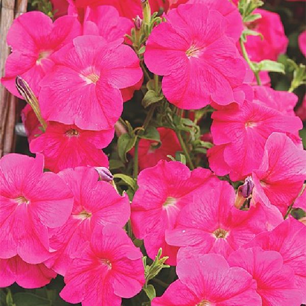 Насіння петунії Лавина F1 роза (rosa) /200 насінин (драже)/ *Cerny*