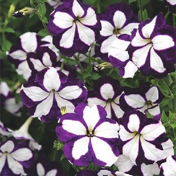 Петуния Лавина F1 блу стар (blue star) /200 семян (драже)/ *Cerny*