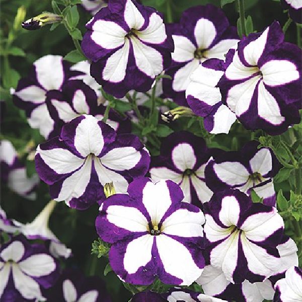 Насіння петунії Лавина F1 блу стар (blue star) /200 насінин (драже)/ *Cerny*