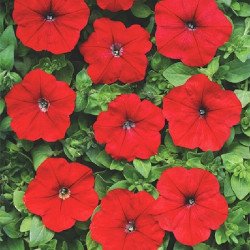 Петуния Лавина F1 красная (red) /200 семян (драже)/ *Cerny*