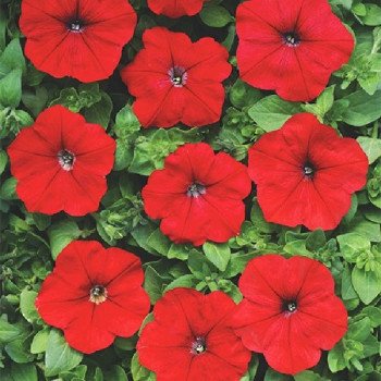 Петуния Лавина F1 красная (red) /200 семян (драже)/ *Cerny*