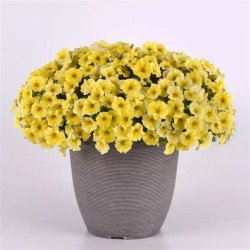 Петхоа Калибурст F1 желтая (yellow) /50 семян (драже)/ *Pan American*
