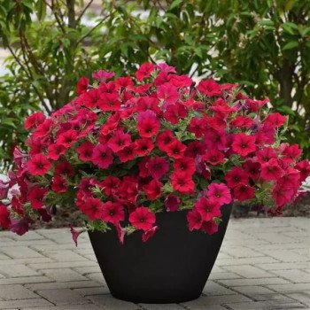 Петуния Вейв F1 кармин велюр (carmine velour) /50 семян (драже)/ *Pan American*