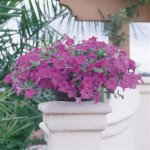 Петуния Вейв F1 лавандовая (lavender) /50 семян (драже)/ *Pan American*