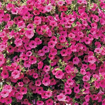 Петуния Вельвет F1 пурпурная (purple) /100 семян (драже)/ *Cerny*