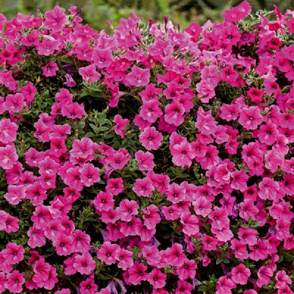 Насіння петунії Вельвет F1 роуз вейн (rose vein) /100 насінин (драже)/ *Cerny*