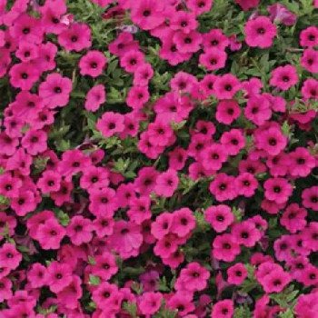 Петуния Вельвет F1 роузи (rosy) /100 семян (драже)/ *Cerny*