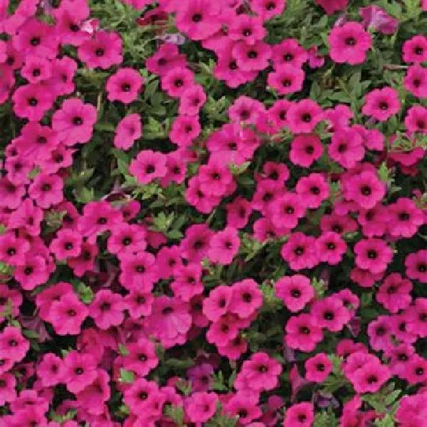 Насіння петунії Вельвет F1 роузі (rosy) /100 насінин (драже)/ *Cerny*