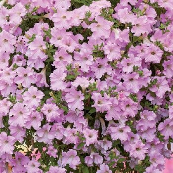 Петуния Даймонд F1 перли шейдс (pearly shades) /100 семян (драже)/ *Cerny*