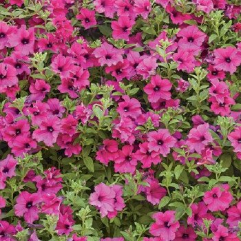 Петуния Даймонд F1 пурпурная (purple) /100 семян (драже)/ *Cerny*