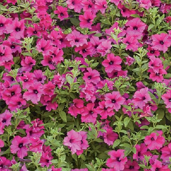 Насіння петунії Даймонд F1 пурпурова (purple) /100 насінин (драже)/ *Cerny*