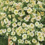 Петуния Даймонд F1 сан шейдс (sun shades) /100 семян (драже)/ *Cerny*