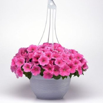 Петуния Изи Вейв F1 пинк космо (pink cosmo) /50 семян (драже)/ *Pan American*