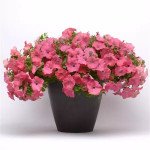 Петуния Изи Вейв F1 корал риф (coral reef) /50 семян (драже)/ *Pan American*