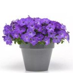 Петуния Изи Вейв F1 лавандер скай блу (lavender sky blue) /50 семян (драже)/ *Pan American*