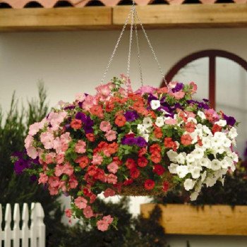 Петуния Изи Вейв F1 смесь (mix) /20 семян (драже)/ *Pan American*