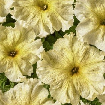 Петуния Желтая F1 /500 семян (драже)/ *Cerny*