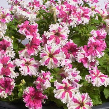 Петуния Каркулка F1 /500 семян (драже)/ *Cerny*