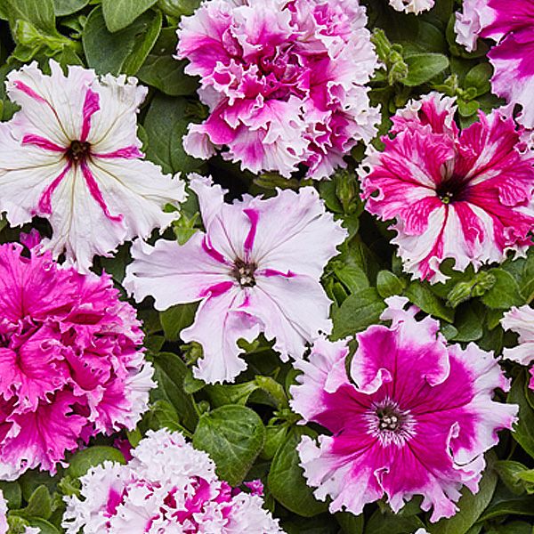 Насіння петунії Поздрав із Яромнерже F1 /500 насінин (драже)/ *Cerny*