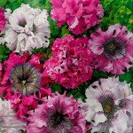 Петунія Тріумф F1 суміш (mix) /200 насінин/ *Cerny*