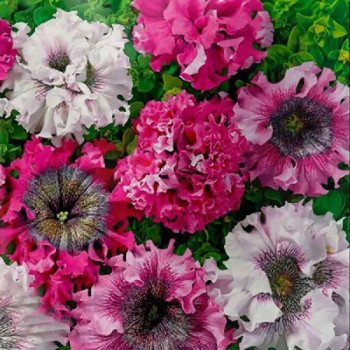 Петунія Тріумф F1 суміш (mix) /200 насінин/ *Cerny*